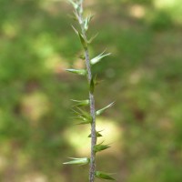 Achyranthes diandra Roxb.
